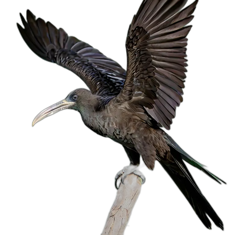 動物 鳥 グンカンドリ 透過 PNG 画像 フリー素材 #5587