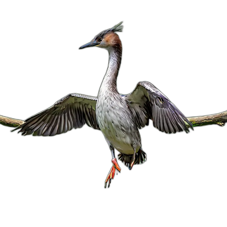 動物 鳥 カイツブリ 透過 PNG 画像 フリー素材 #5541