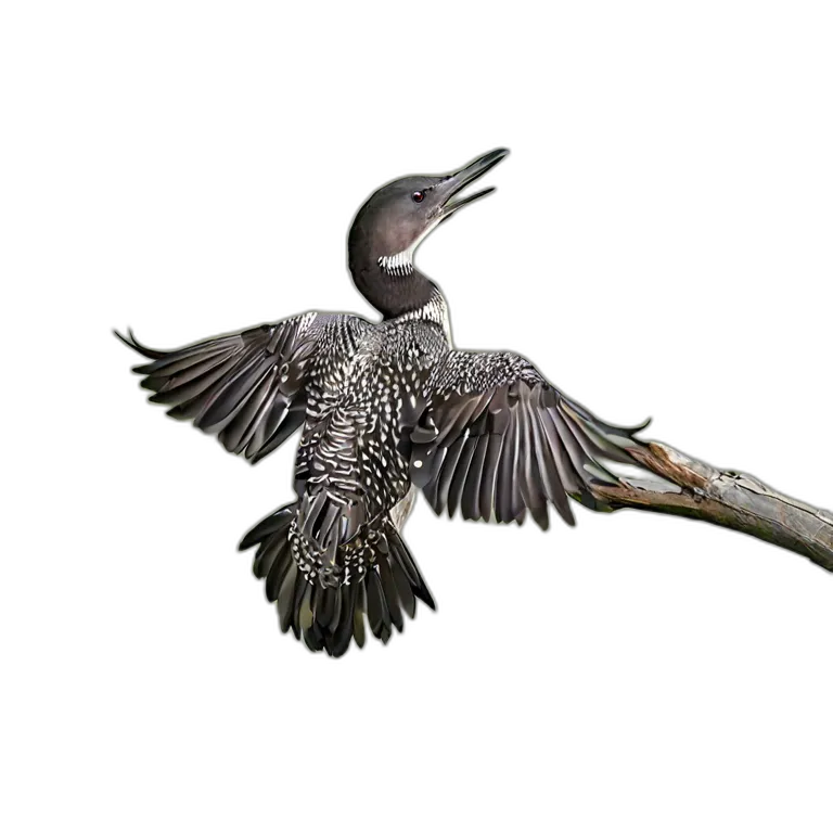 動物 鳥 アビ 透過 PNG 画像 フリー素材 #5552