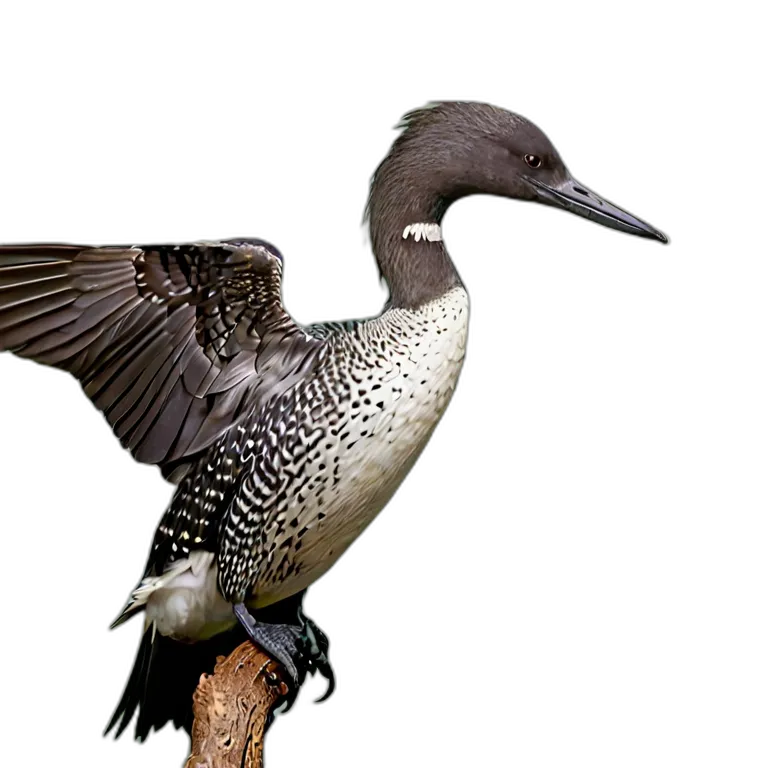 動物 鳥 アビ 透過 PNG 画像 フリー素材 #5554