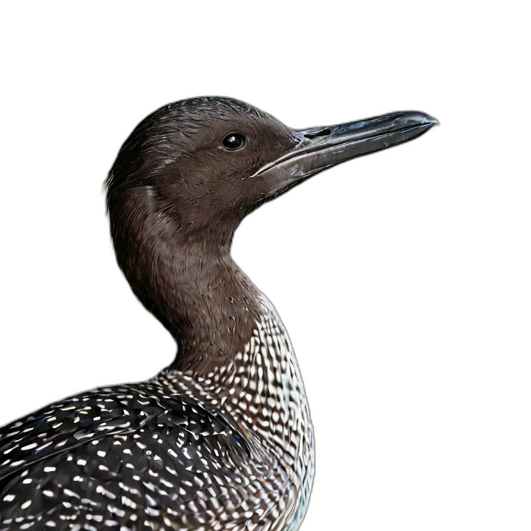 動物 鳥 アビ 透過 PNG 画像 フリー素材 #5559