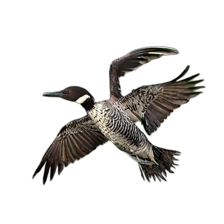 動物 鳥 アビ 透過 PNG 画像 フリー素材 #5561