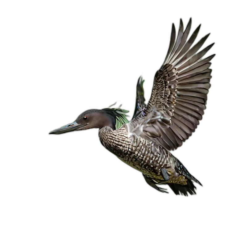 動物 鳥 アビ 透過 PNG 画像 フリー素材 #5566