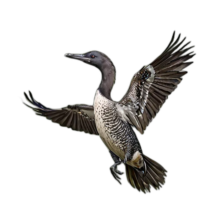 動物 鳥 アビ 透過 PNG 画像 フリー素材 #5567