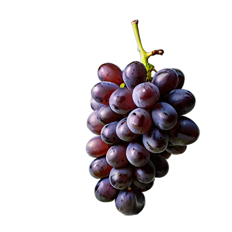 食べ物 果物 巨峰 透過 PNG 画像 フリー素材 #34230