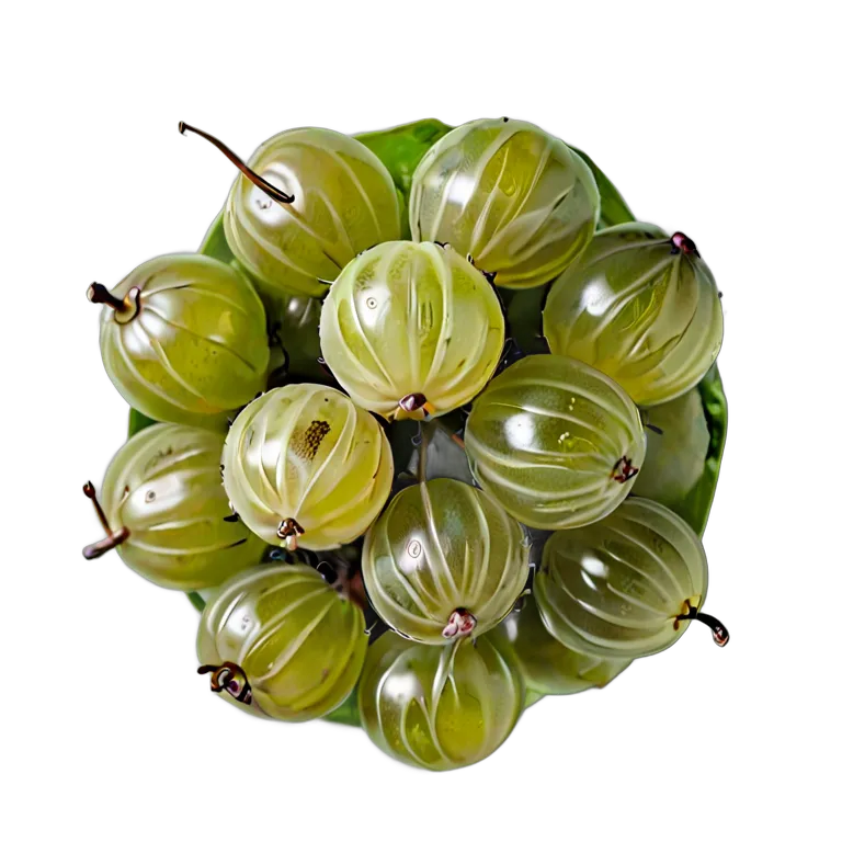 食べ物 果物 グーズベリーの房全体 透過 PNG 画像 フリー素材 #34185