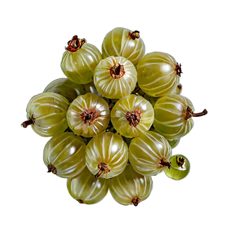 食べ物 果物 グーズベリーの房全体 透過 PNG 画像 フリー素材 #34187