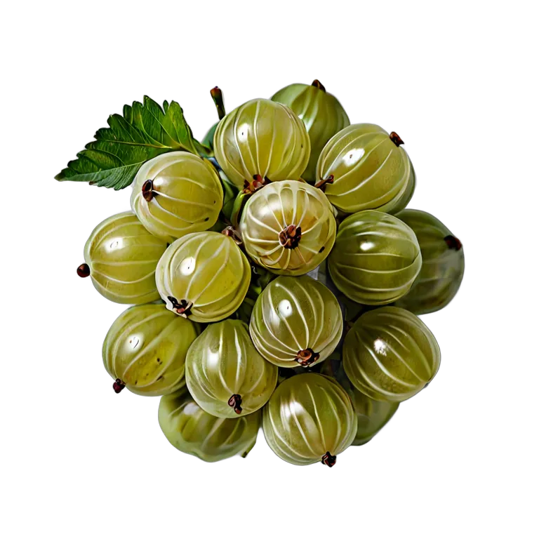 食べ物 果物 グーズベリーの房全体 透過 PNG 画像 フリー素材 #34188