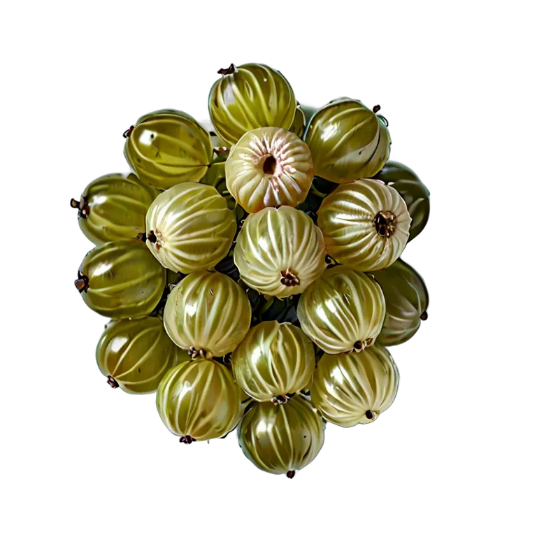 食べ物 果物 グーズベリーの房全体 透過 PNG 画像 フリー素材 #34192