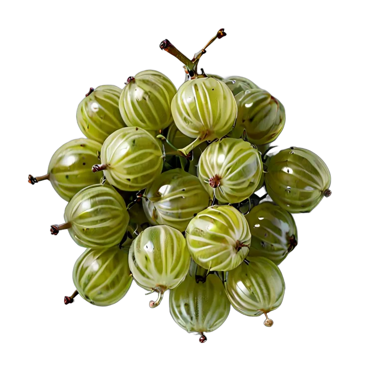 食べ物 果物 グーズベリーの房全体 透過 PNG 画像 フリー素材 #34195