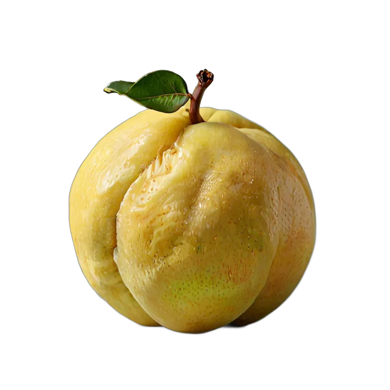 マルメロ丸ごと 透過 PNG 画像 フリー素材 #34268