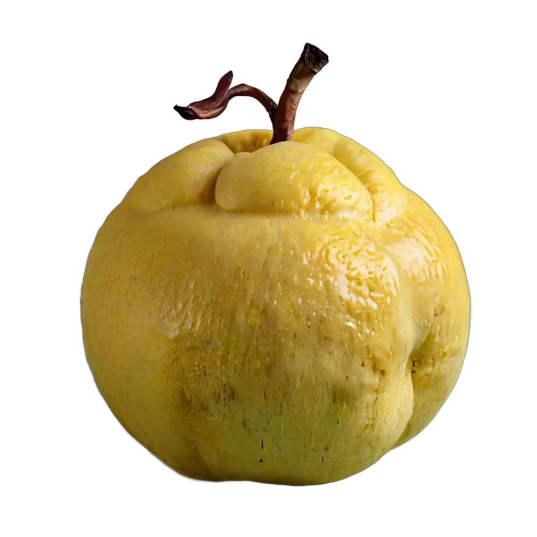 マルメロ丸ごと 透過 PNG 画像 フリー素材 #34272