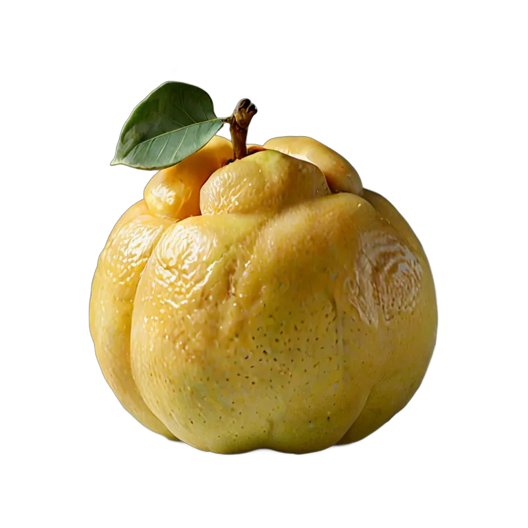 マルメロ丸ごと 透過 PNG 画像 フリー素材 #34273