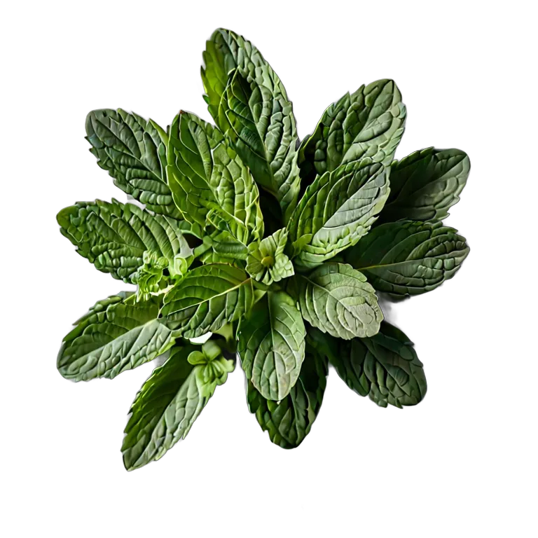 食べ物 野菜 アラブフレッシュミントの小枝 透過 PNG 画像 フリー素材 #32892