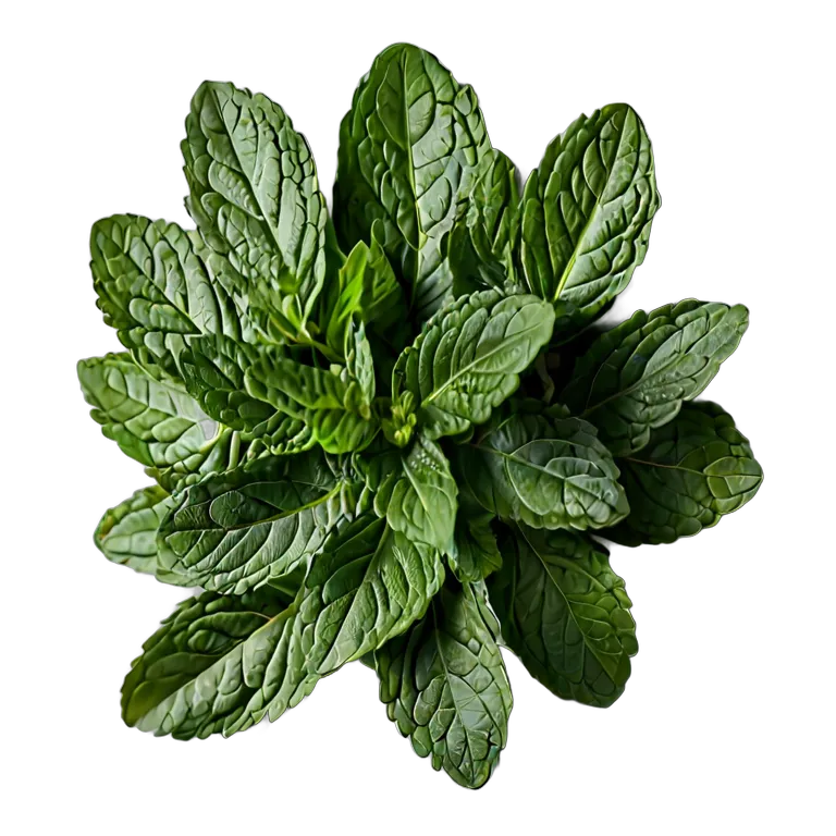 食べ物 野菜 アラブフレッシュミントの小枝 透過 PNG 画像 フリー素材 #32893