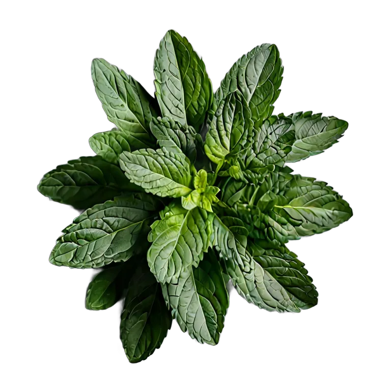 食べ物 野菜 アラブフレッシュミントの小枝 透過 PNG 画像 フリー素材 #32894