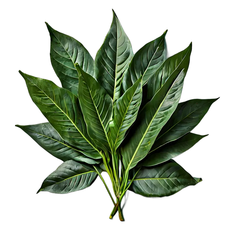 食べ物 野菜 アラブモロキアの葉 透過 PNG 画像 フリー素材 #32935