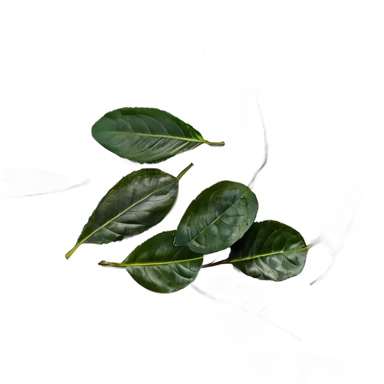 食べ物 野菜 アラブモロキアの葉 透過 PNG 画像 フリー素材 #32936