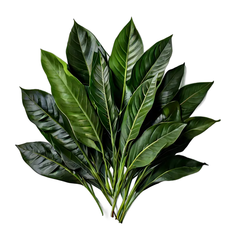 食べ物 野菜 アラブモロキアの葉 透過 PNG 画像 フリー素材 #32938