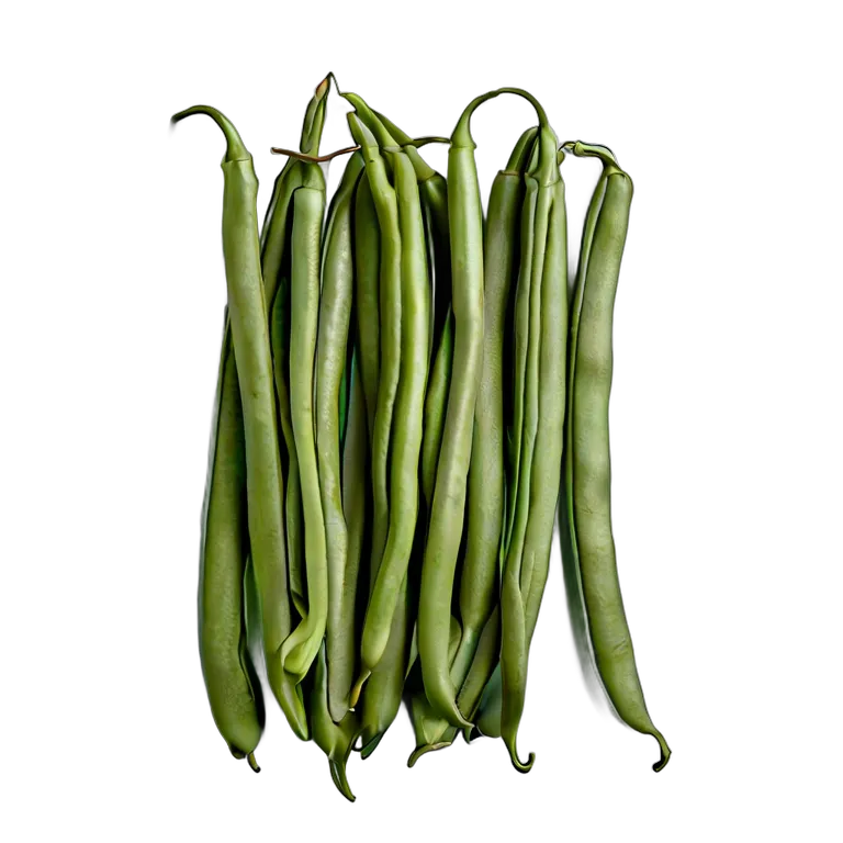 食べ物 野菜 アラブ風グリーンビーンズ 透過 PNG 画像 フリー素材 #32912