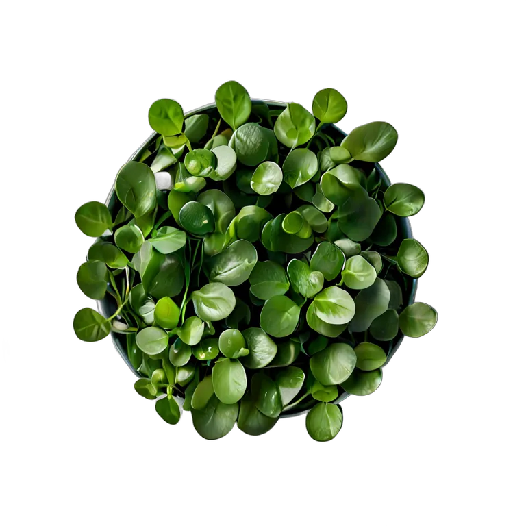 食べ物 野菜 クレソンの束 透過 PNG 画像 フリー素材 #32949