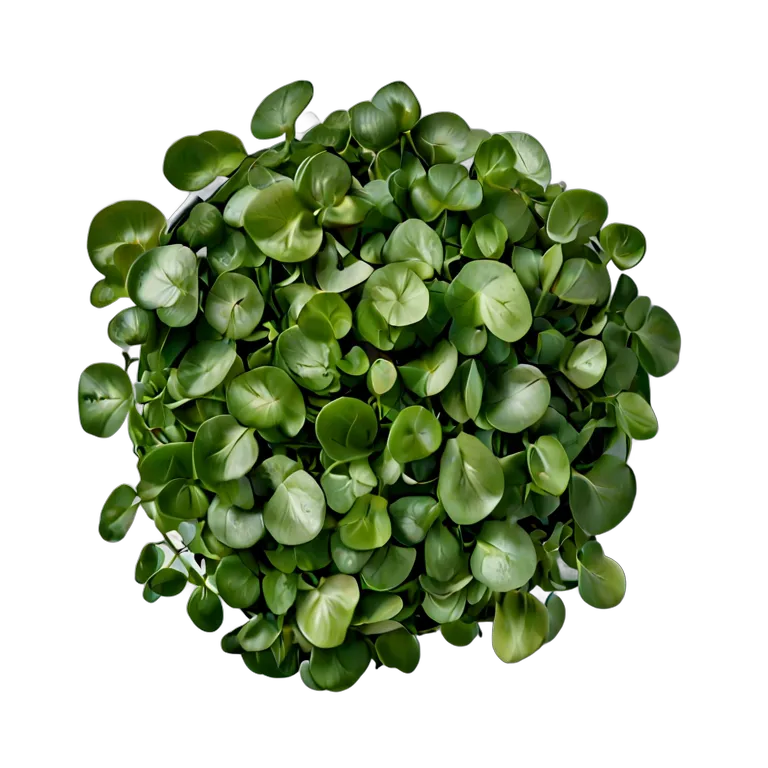 食べ物 野菜 クレソンの束 透過 PNG 画像 フリー素材 #32950