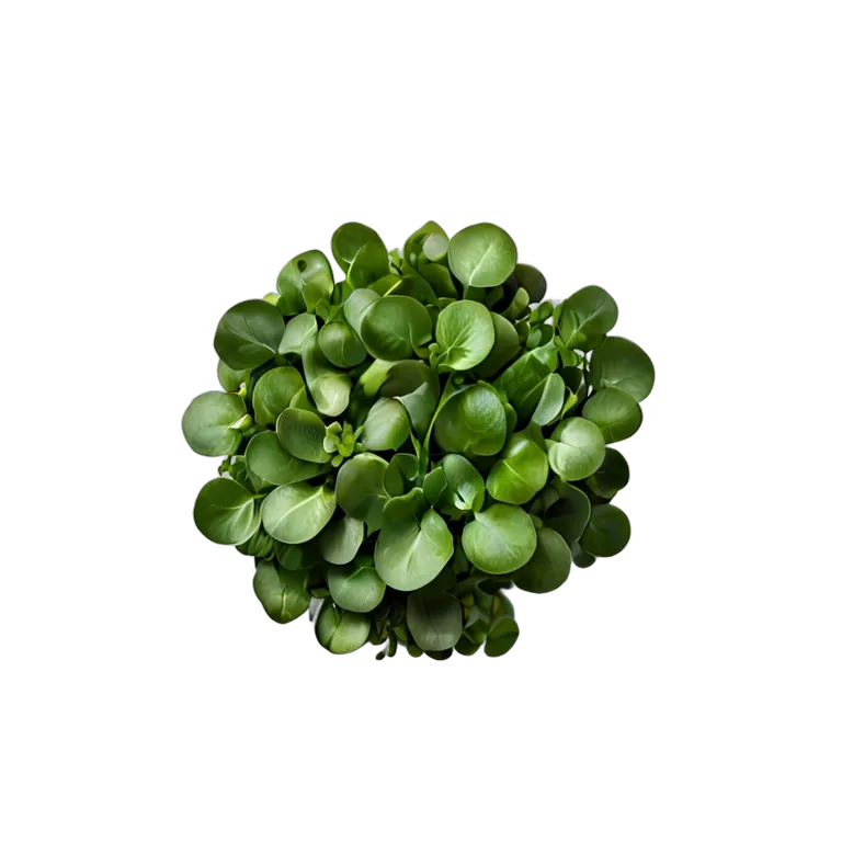 食べ物 野菜 クレソンの束 透過 PNG 画像 フリー素材 #32951