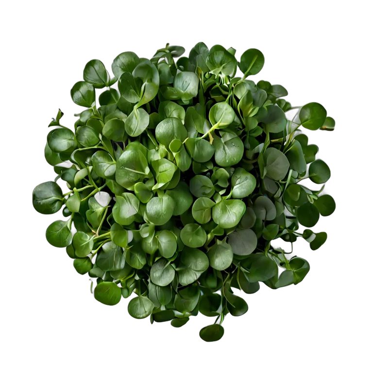 食べ物 野菜 クレソンの束 透過 PNG 画像 フリー素材 #32952