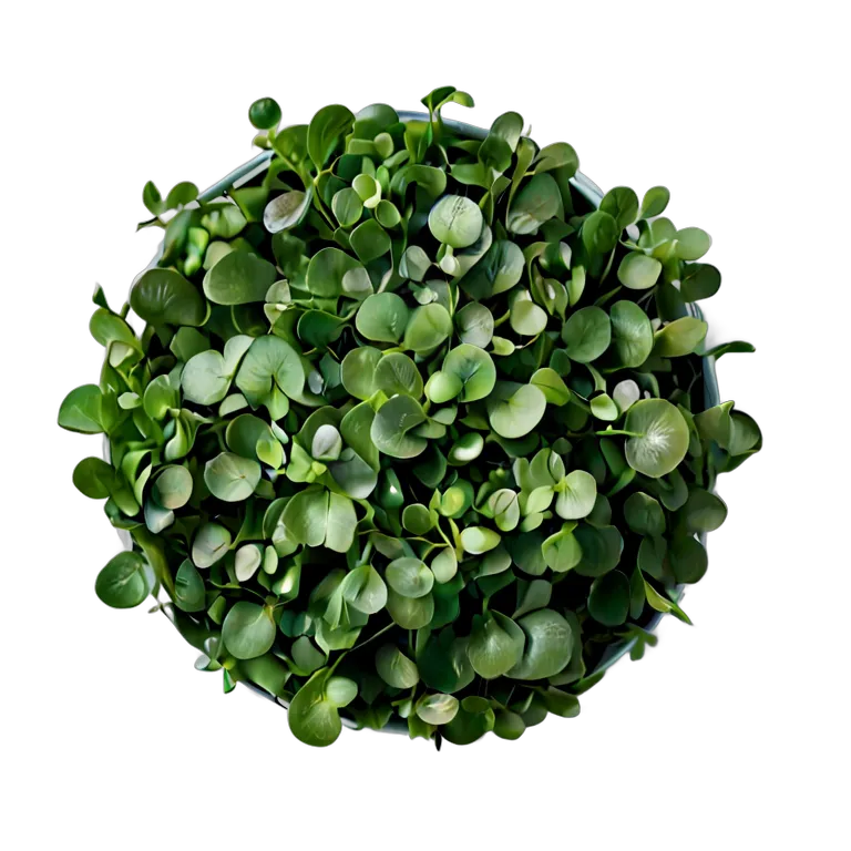 食べ物 野菜 クレソンの束 透過 PNG 画像 フリー素材 #32954