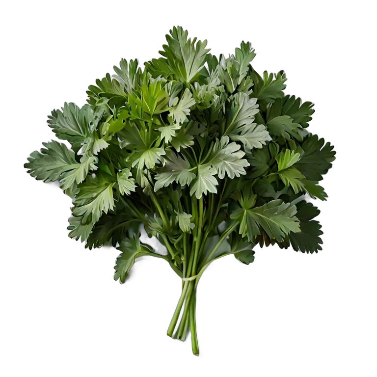 食べ物 野菜 ミツバ 透過 PNG 画像 フリー素材 #32906