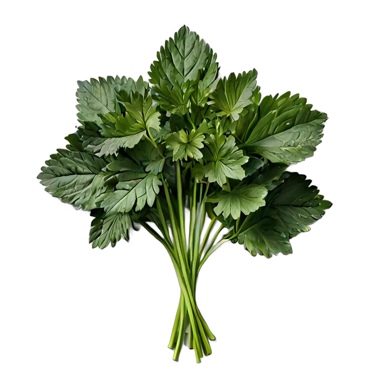 食べ物 野菜 ミツバ 透過 PNG 画像 フリー素材 #32907