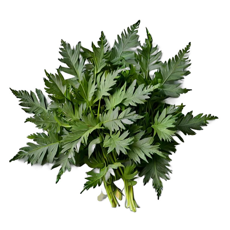 食べ物 野菜 水菜の葉 透過 PNG 画像 フリー素材 #32977