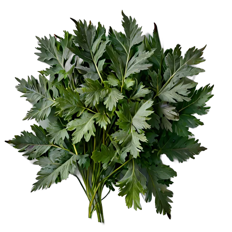 食べ物 野菜 水菜の葉 透過 PNG 画像 フリー素材 #32979