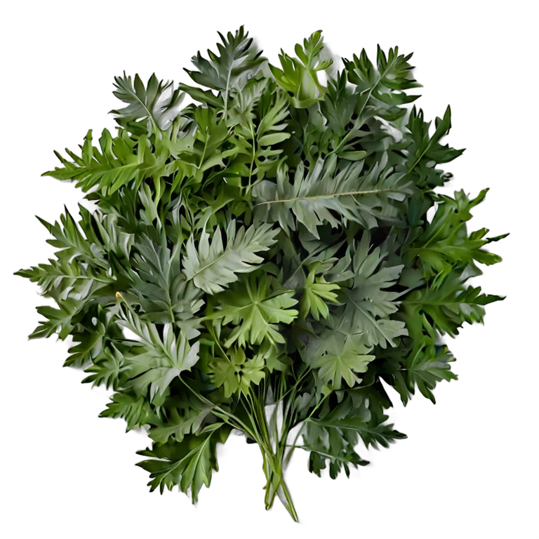 食べ物 野菜 水菜の葉 透過 PNG 画像 フリー素材 #32980