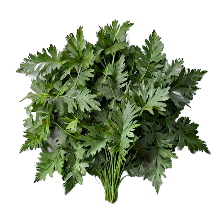 食べ物 野菜 水菜の葉 透過 PNG 画像 フリー素材 #32981