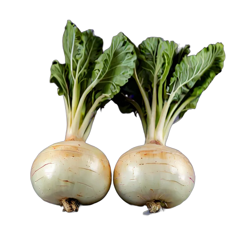 食べ物 野菜 スペイン・ガリシア産カブ 透過 PNG 画像 フリー素材 #32940