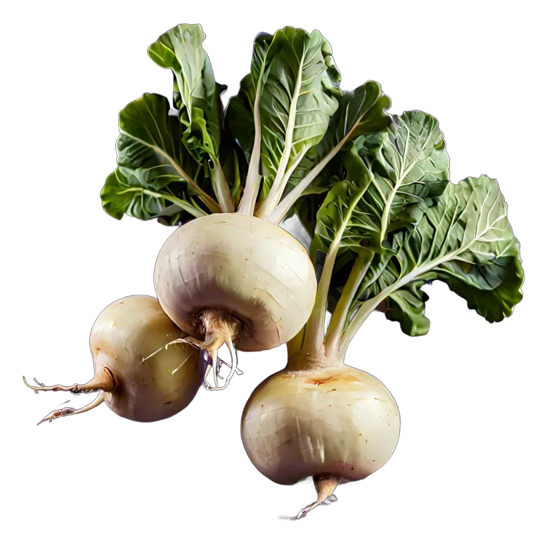 食べ物 野菜 スペイン・ガリシア産カブ 透過 PNG 画像 フリー素材 #32945