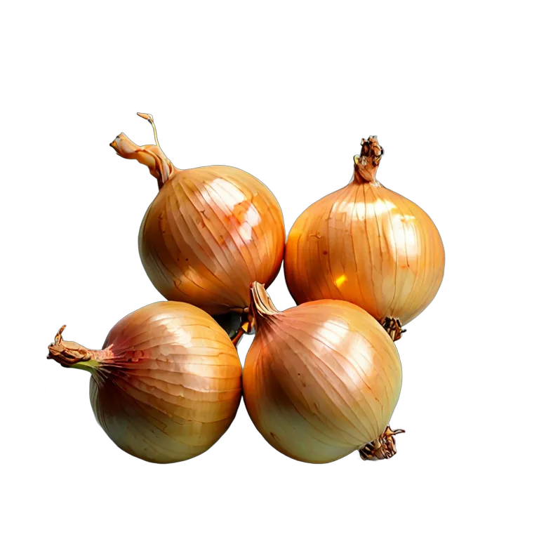 食べ物 野菜 スペイン産黄玉ねぎ 透過 PNG 画像 フリー素材 #32897