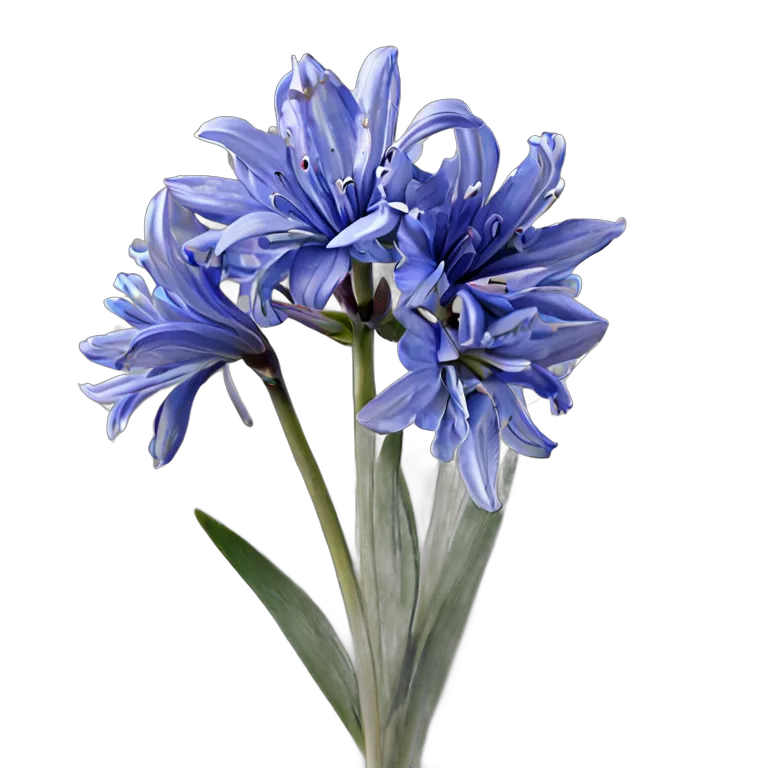 植物 花 ブルーシラーの束 透過 PNG 画像 フリー素材 #18924