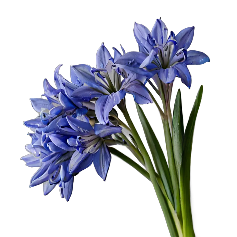 植物 花 ブルーシラーの束 透過 PNG 画像 フリー素材 #18927