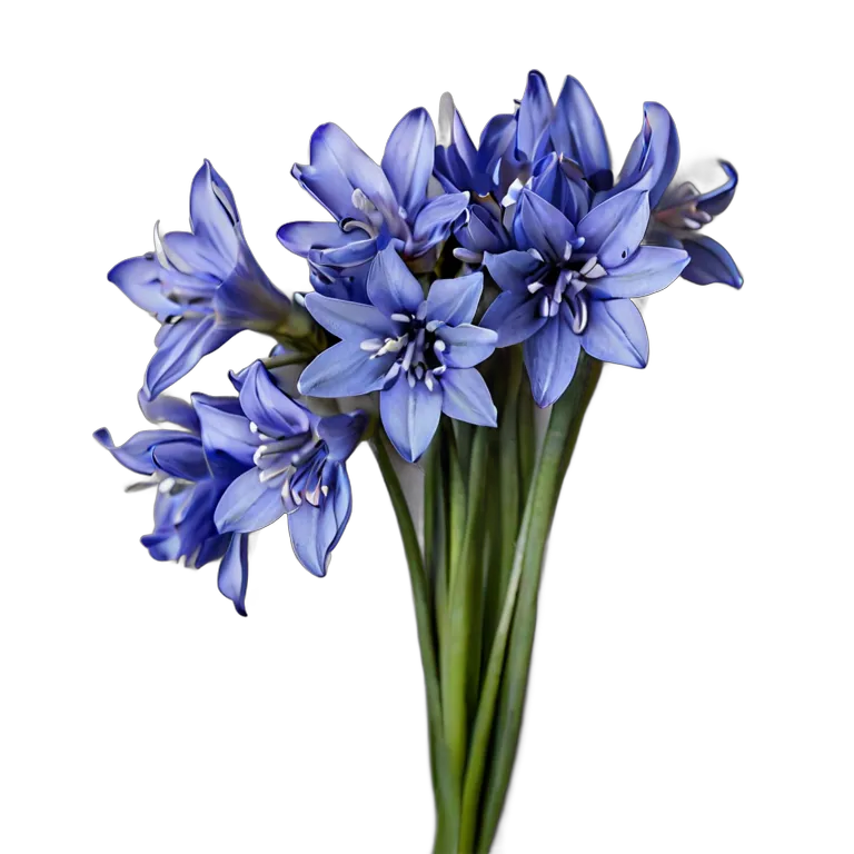 植物 花 ブルーシラーの束 透過 PNG 画像 フリー素材 #18928