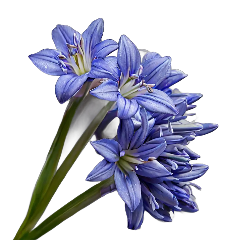 植物 花 ブルーシラーの束 透過 PNG 画像 フリー素材 #18929