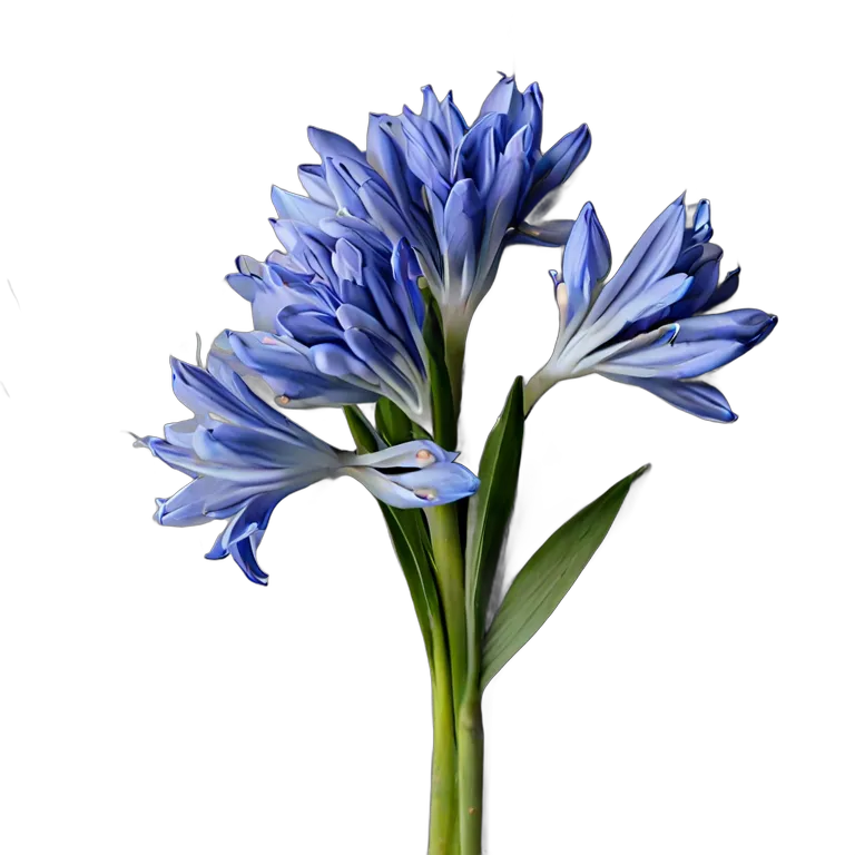 植物 花 ブルーシラーの束 透過 PNG 画像 フリー素材 #18930