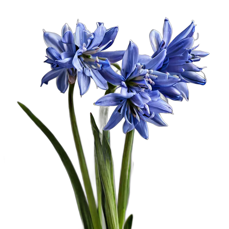 植物 花 ブルーシラーの束 透過 PNG 画像 フリー素材 #18936