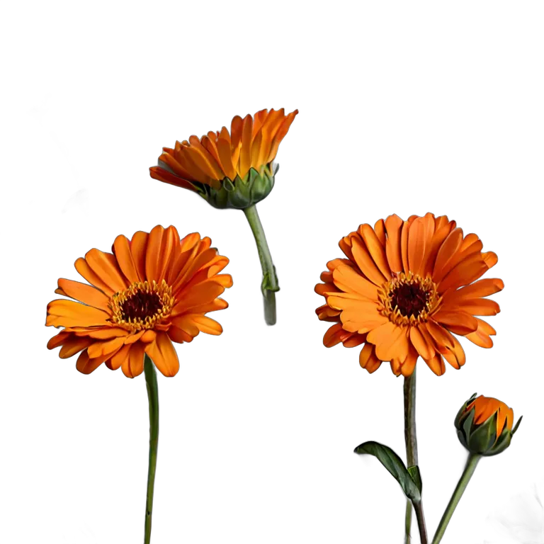 植物 花 濃いオレンジ色のカレンデュラ 透過 PNG 画像 フリー素材 #18938