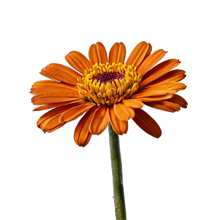 植物 花 濃いオレンジ色のカレンデュラ 透過 PNG 画像 フリー素材 #18941