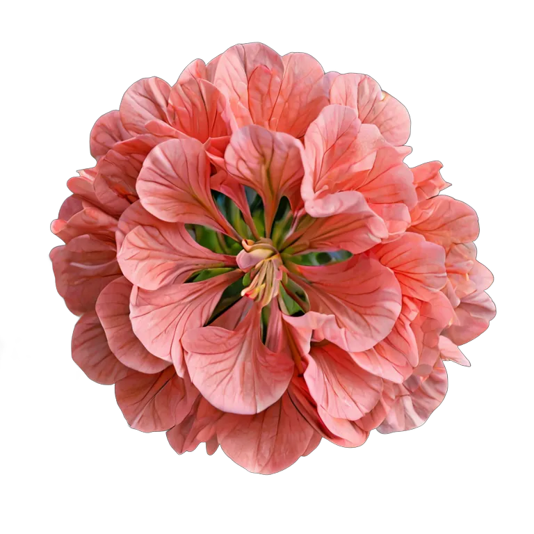 植物 花 サーモン色のゼラニウム 透過 PNG 画像 フリー素材 #18873