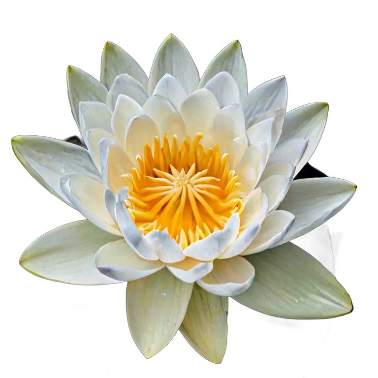 植物 花 一枚の葉に白い睡蓮 透過 PNG 画像 フリー素材 #18885